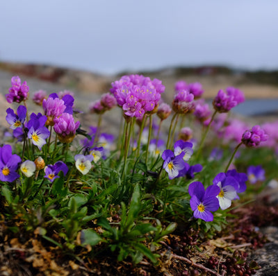 Frø blomster