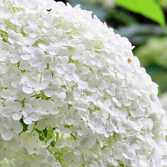 Hortensia X 'Annabelle'