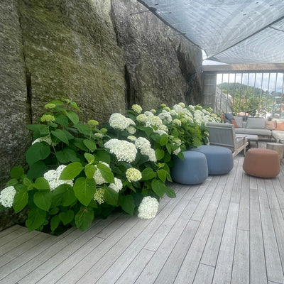Hortensia X 'Annabelle' - 0