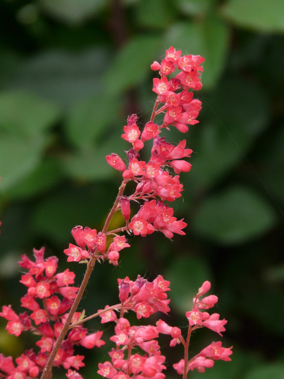 Alunrot med korallrøde blomster og grønne blader, eller blodalunrot, er mer hardfør enn de andre alunrotsortene, og enda vakrere synes mange. Korallklokker kalles de også for den lysende isrosa fargen på de klokkeformede blomstene.