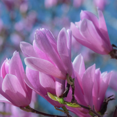 Magnolia Susan - 0