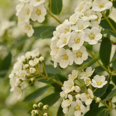 Sommerspirea - 0