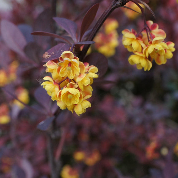 Blodberberis