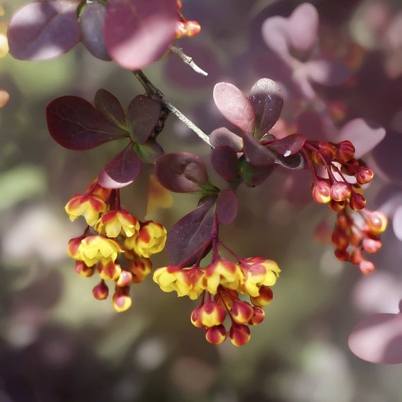 Blodberberis