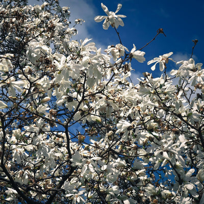 Stjernemagnolia - 0