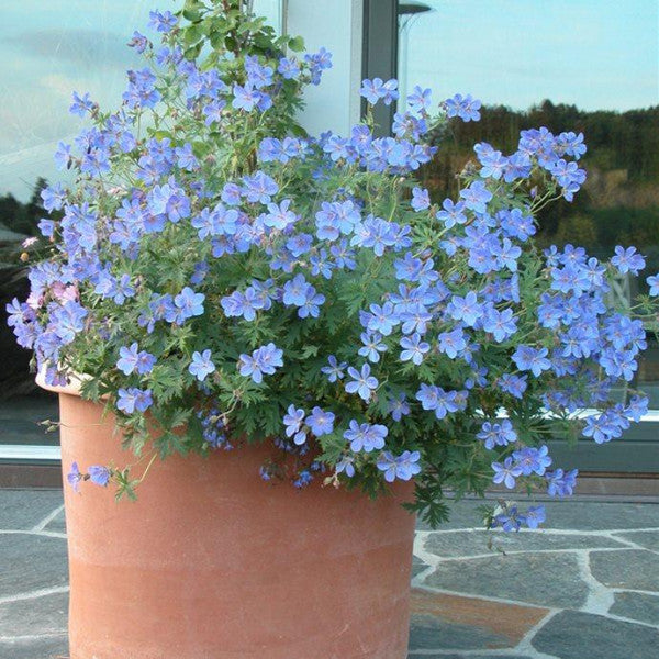 Geranium Blå () Geranium Blå