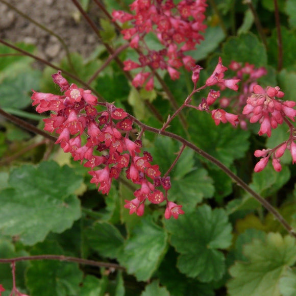Alunrot med korallrøde blomster og grønne blader, eller blodalunrot, er mer hardfør enn de andre alunrotsortene, og enda vakrere synes mange. Korallklokker kalles de også for den lysende isrosa fargen på de klokkeformede blomstene.
