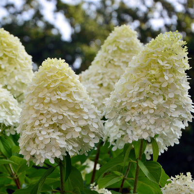 Syrinhortensia 'Phantom'