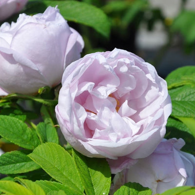 Rose Schneekoppe