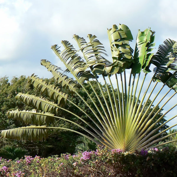 Ravenala madagascariensis