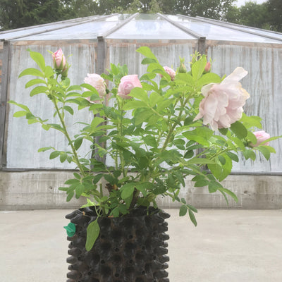 Rose Schneekoppe