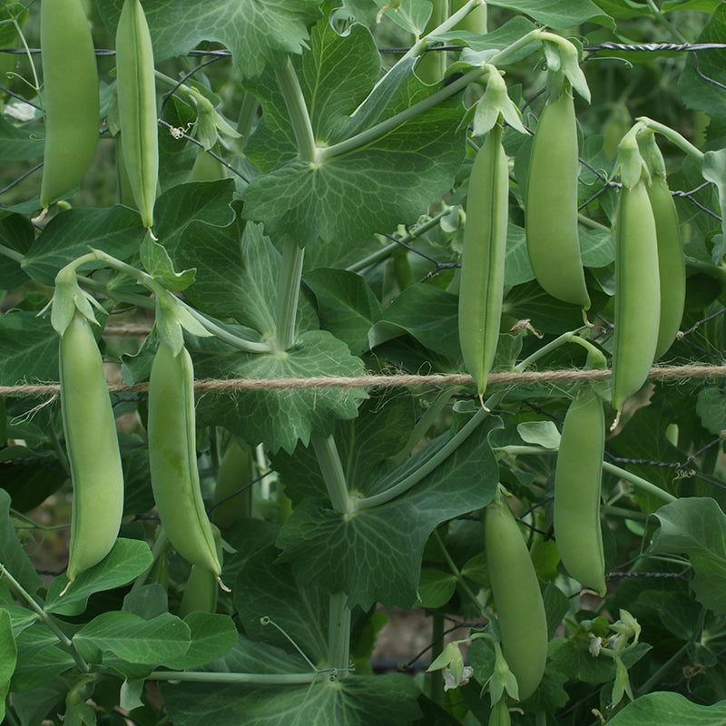 Dyrke Sukkererter () Dyrke Sukkererter