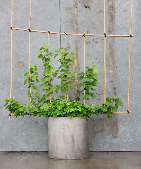 Morten Bragdø friserer bærbusken