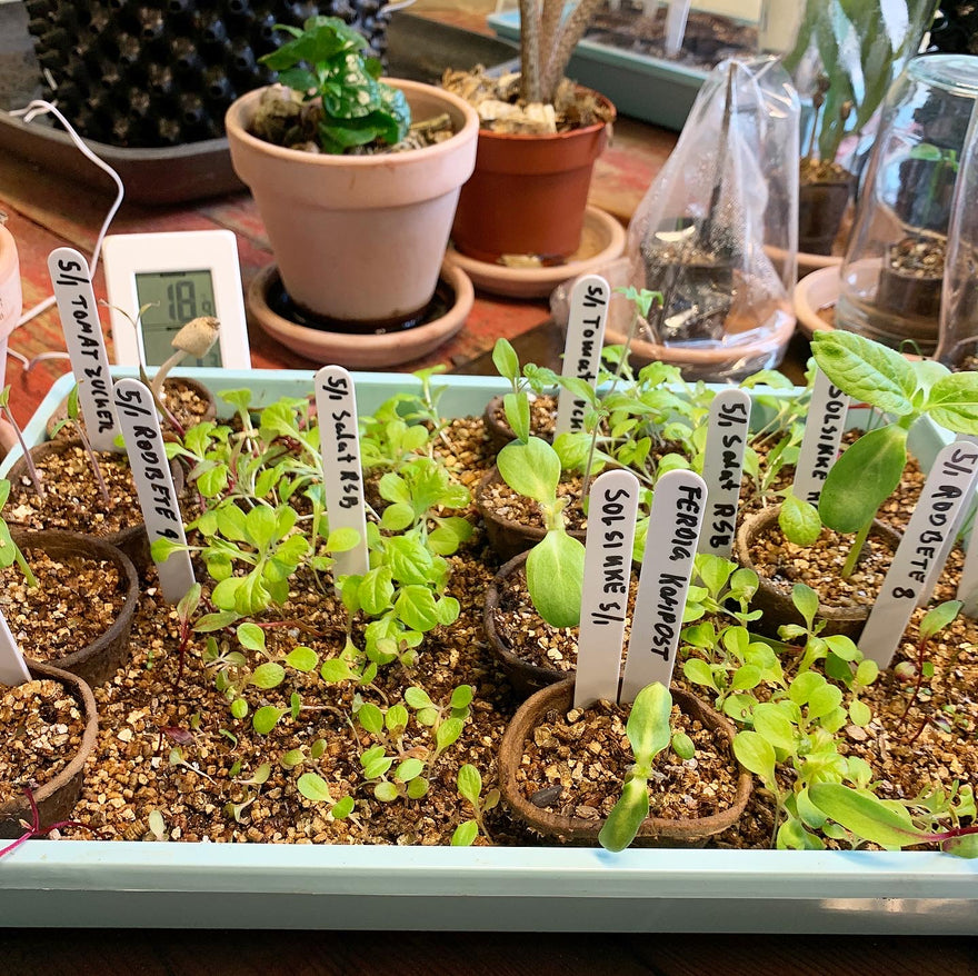 Når er det lurt å så?