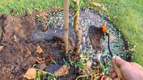 Hvordan plante en hekk?