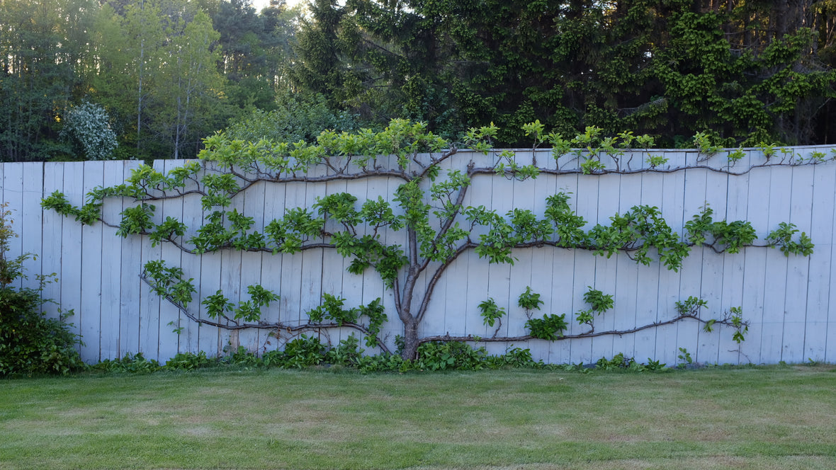 Kunsten med frukttrær