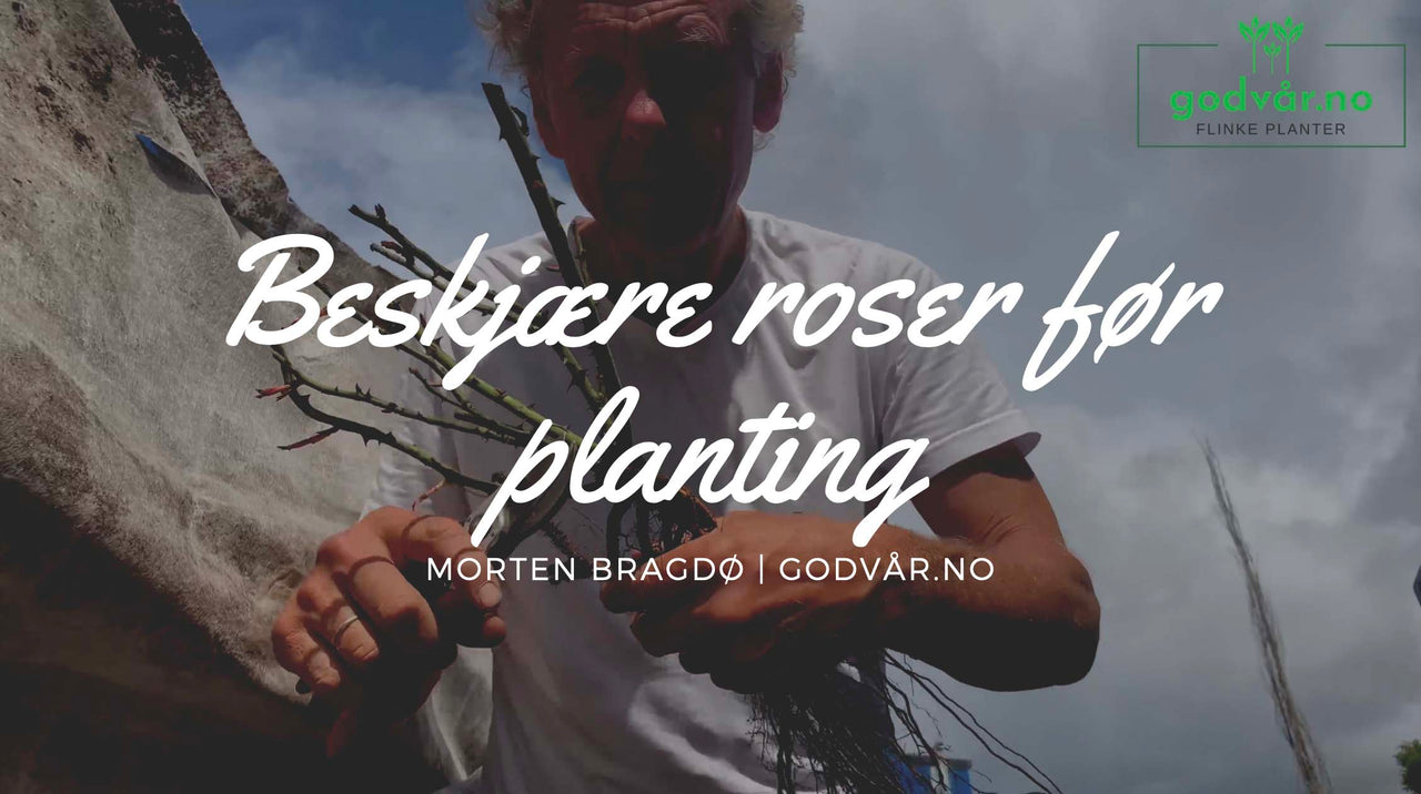Hvordan beskjære roser før planting