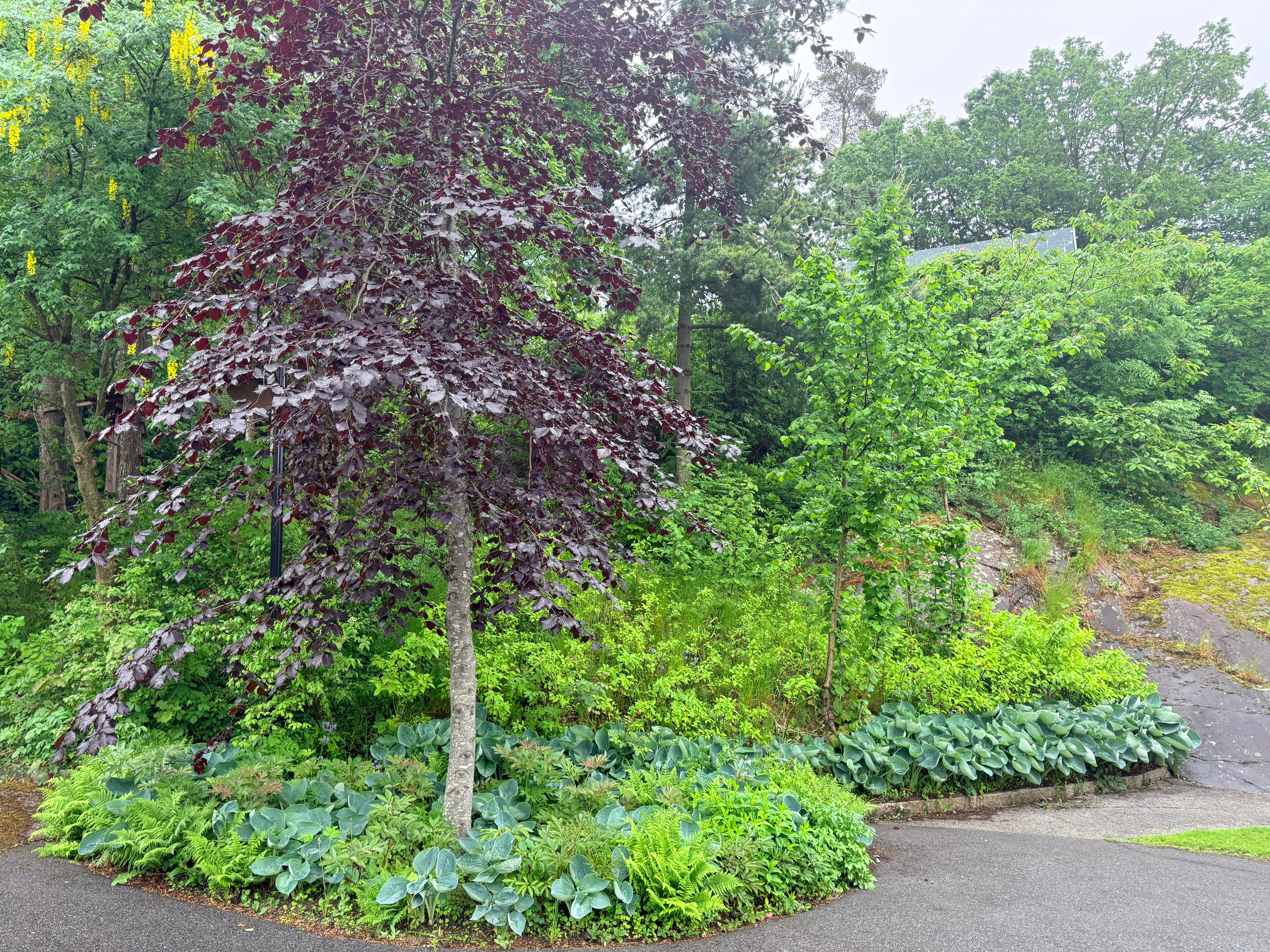 Plantevenner i hagen – la stauder, busker og trær vokse godt sammen