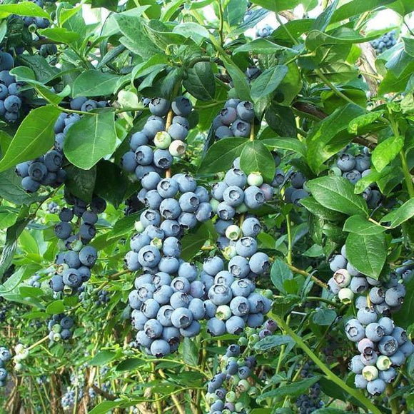 Hvordan plante amerikanske blåbær og Rhododendron?
