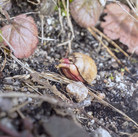 Slik spiser plantene