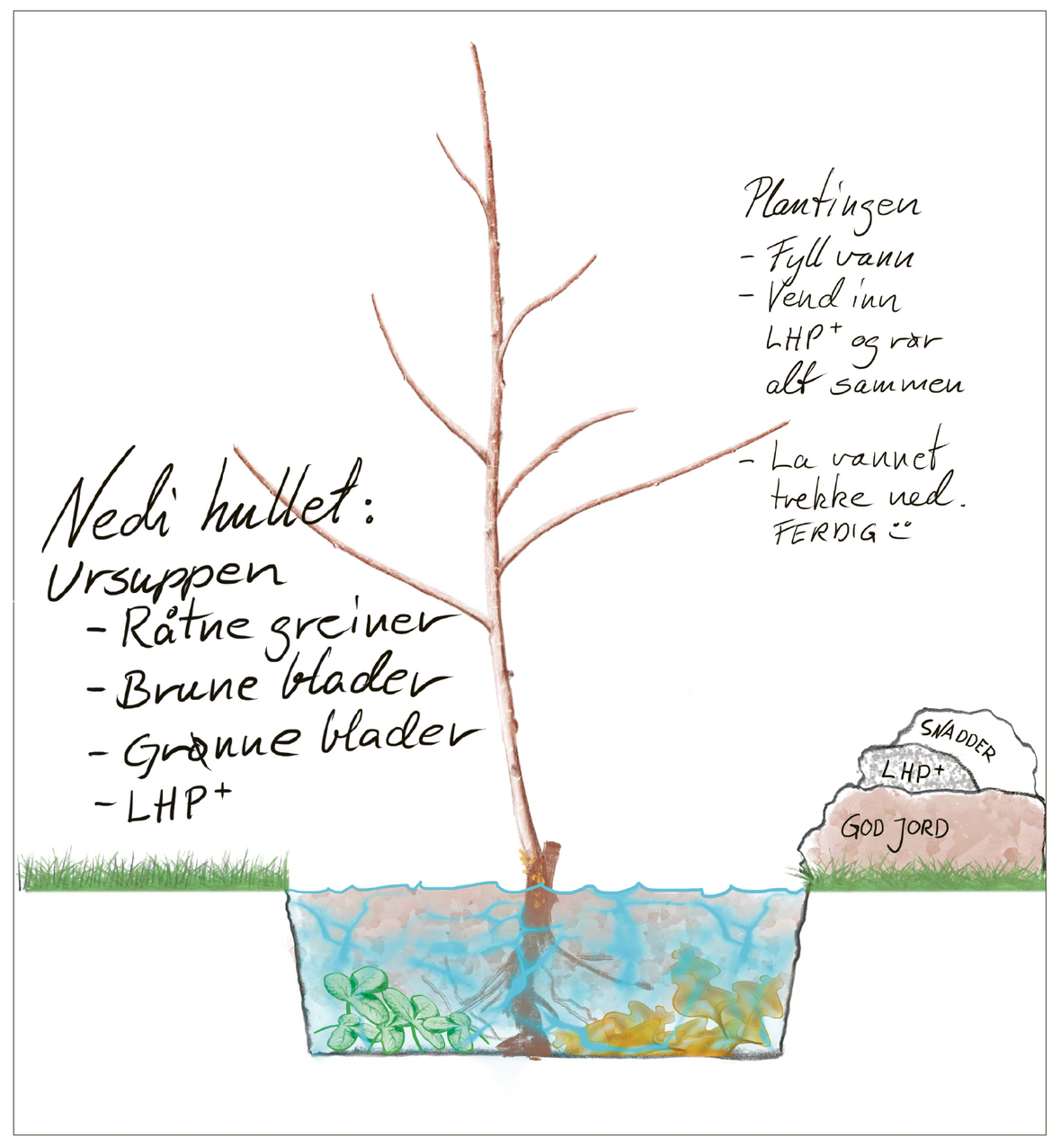 Hvordan plante trær og busker