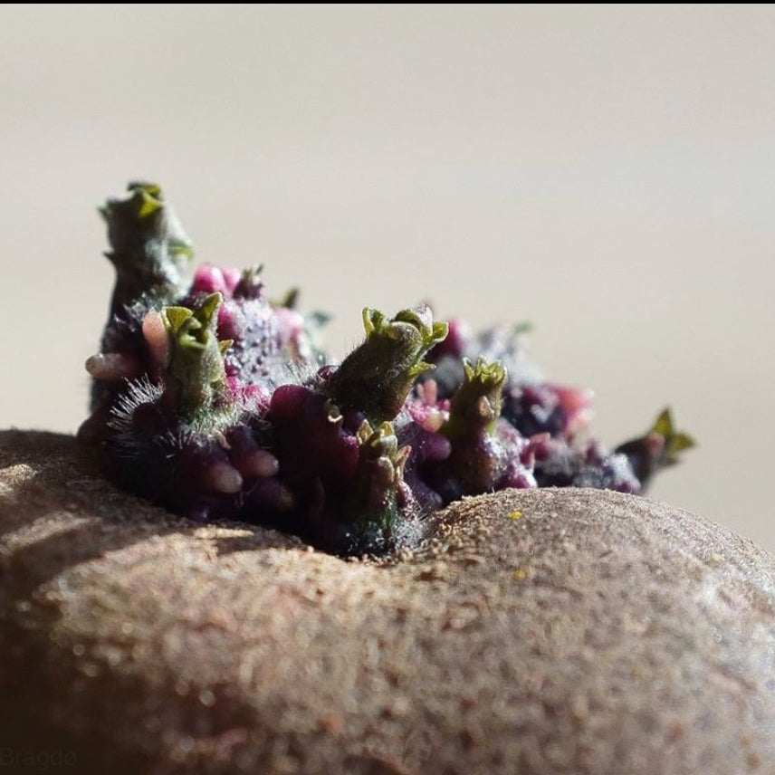 Poteter, enklere blir det ikke:)