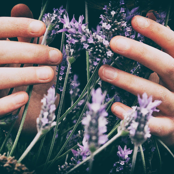 Hva gjør du når plantene kommer hjem til deg?