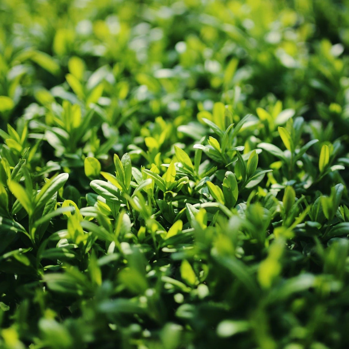 Hva slags hekk skal jeg velge?