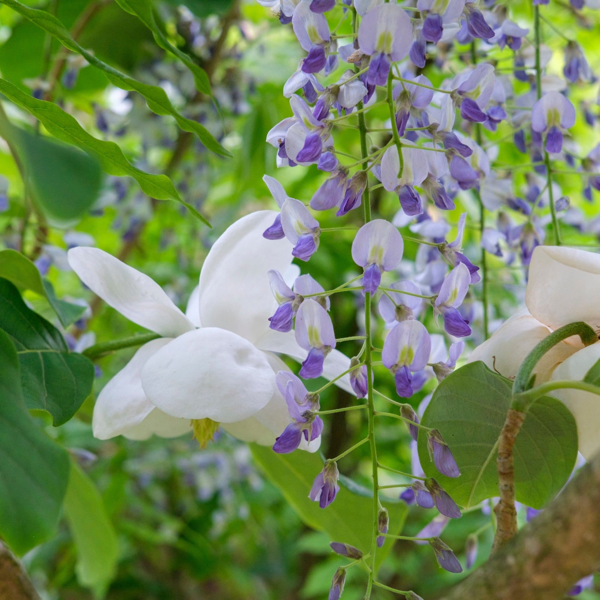 Forhåndssalg for våren 2026
