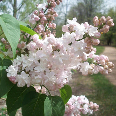 Busker, Roser og Trær