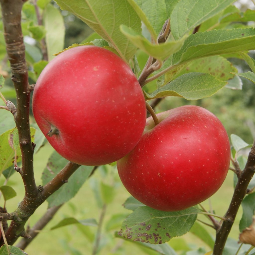 Frukttrær Og Nøtter Godvår No Randesund Planteskole As