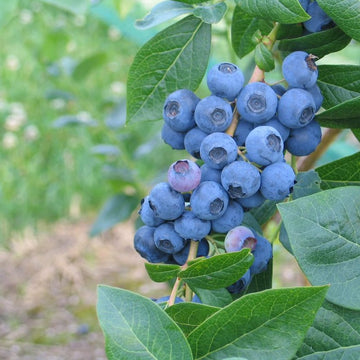 Bær, Frukt og Nøtter
