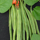 Klatrebønne 'Lady Di' - Frø-1
