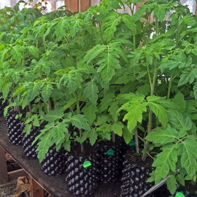 Tomat Cherry 'Ormata' - Frø - 0