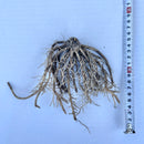 Bladlilje Blå Kjempe-4