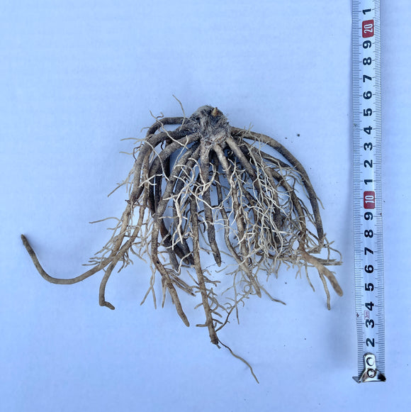 Bladlilje Blå Kjempe