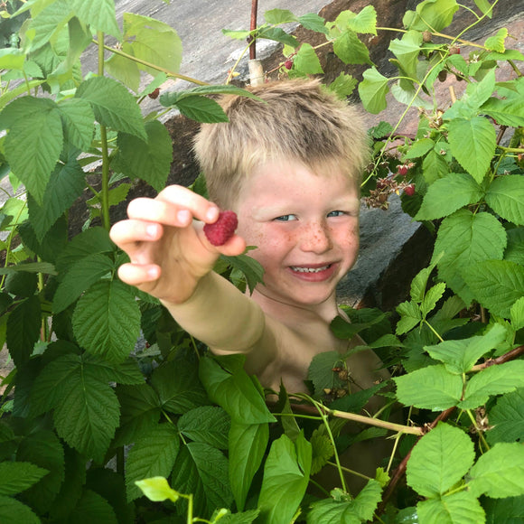 Bringebær `Tulameen`