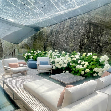 Hortensia X 'Annabelle'