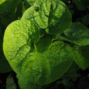 Forglemmegeisøster-2