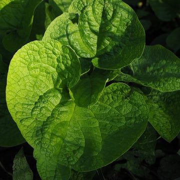 Forglemmegeisøster - 0