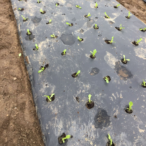 Jordbærduk kompostérbar