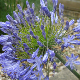 Afrikalilje, Afrikas blå lilje, eller agapanthus som mange fremdeles kaller den, er et frodig og eksotisk innslag på terrassen eller i solbedet ditt.