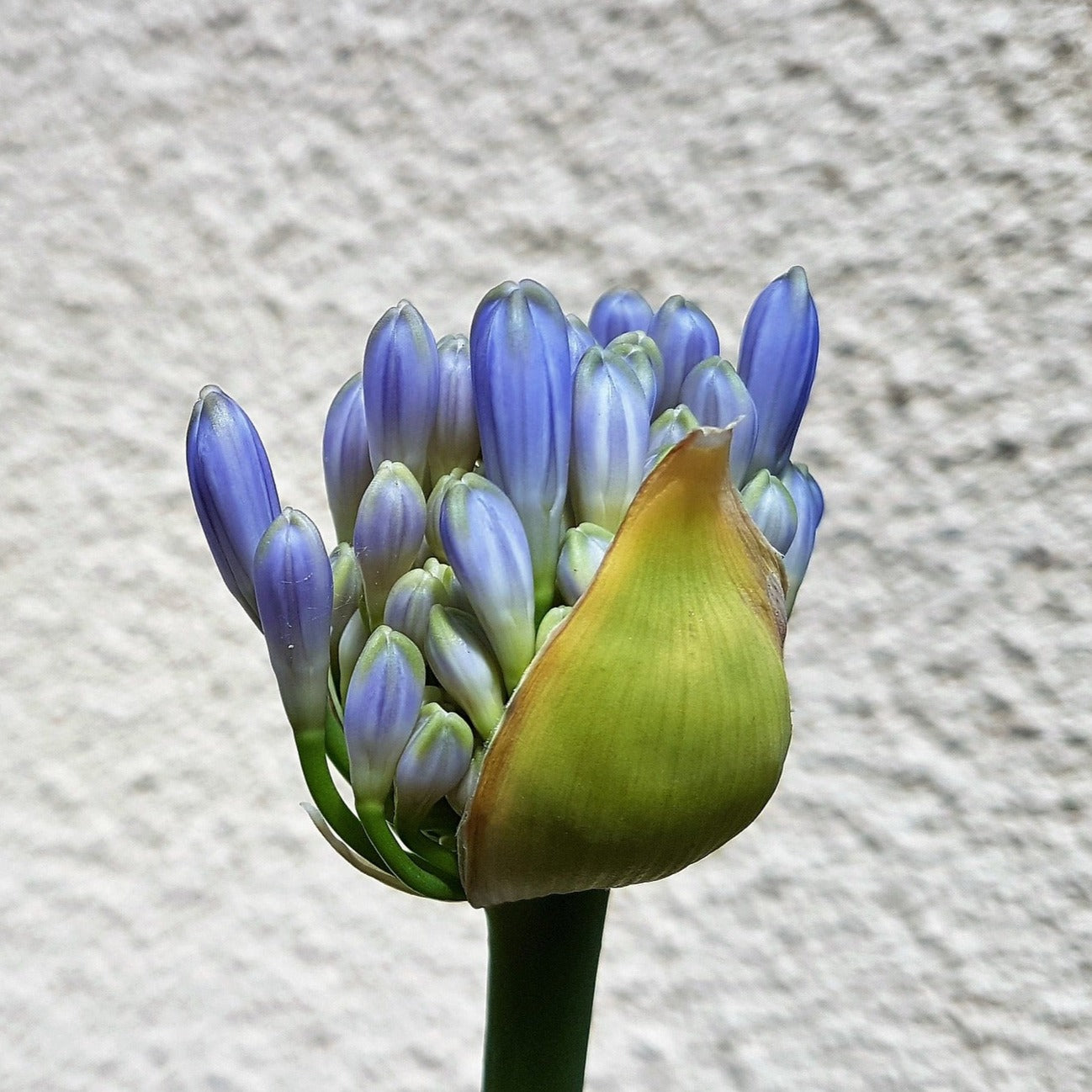 Afrikalilje, Afrikas blå lilje, eller agapanthus som mange fremdeles kaller den, er et frodig og eksotisk innslag på terrassen eller i solbedet ditt.