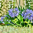 Afrikalilje, Afrikas blå lilje, eller agapanthus som mange fremdeles kaller den, er et frodig og eksotisk innslag på terrassen eller i solbedet ditt.