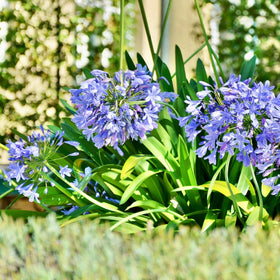 Afrikalilje, Afrikas blå lilje, eller agapanthus som mange fremdeles kaller den, er et frodig og eksotisk innslag på terrassen eller i solbedet ditt.