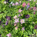 Akeleier har en tendens til å fremkalle det romantiske i oss alle, og disse akeleiene gjør nettopp det. Med alle sine forskjellige farger. Den lange blomstringstiden er også spesiell for disse. Hele sommeren fra juni til september.