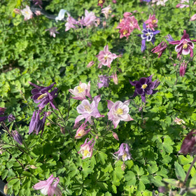 Akeleier har en tendens til å fremkalle det romantiske i oss alle, og disse akeleiene gjør nettopp det. Med alle sine forskjellige farger. Den lange blomstringstiden er også spesiell for disse. Hele sommeren fra juni til september.