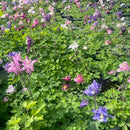 Akeleier har en tendens til å fremkalle det romantiske i oss alle, og disse akeleiene gjør nettopp det. Med alle sine forskjellige farger. Den lange blomstringstiden er også spesiell for disse. Hele sommeren fra juni til september.