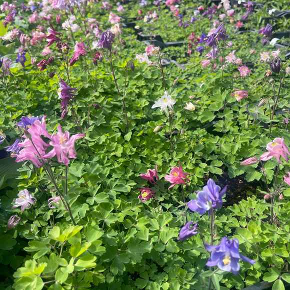 Akeleier har en tendens til å fremkalle det romantiske i oss alle, og disse akeleiene gjør nettopp det. Med alle sine forskjellige farger. Den lange blomstringstiden er også spesiell for disse. Hele sommeren fra juni til september.