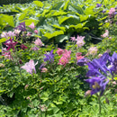 Akeleier har en tendens til å fremkalle det romantiske i oss alle, og disse akeleiene gjør nettopp det. Med alle sine forskjellige farger. Den lange blomstringstiden er også spesiell for disse. Hele sommeren fra juni til september.